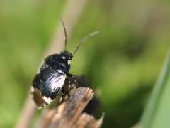 Tritomegas bicolor